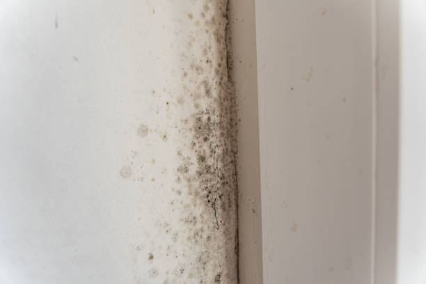 Trusted Chattanooga Valley, GA Mold Removal Experts