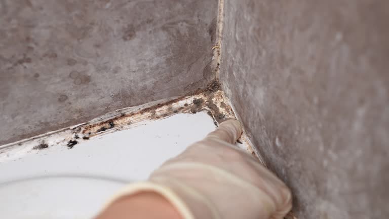 Best Mold-Related Health Consultation  in Chattanoo Valley, GA